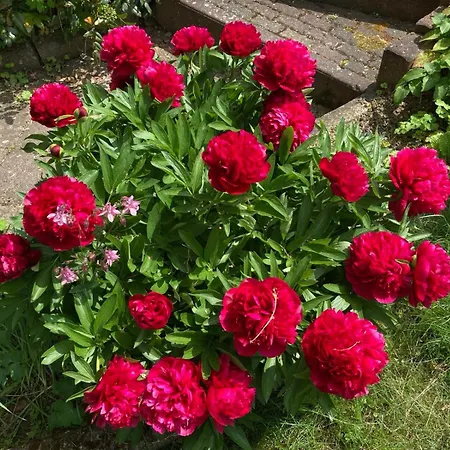 Am Burgberg Affittacamere