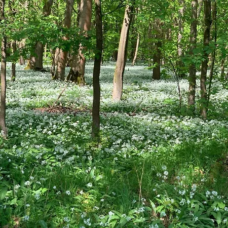 ゲストハウス Am Burgberg 3*