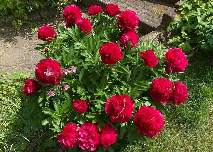 Am Burgberg ゲストハウス