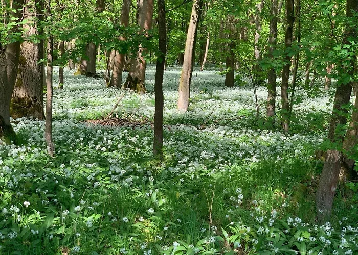 ゲストハウス Am Burgberg 3*